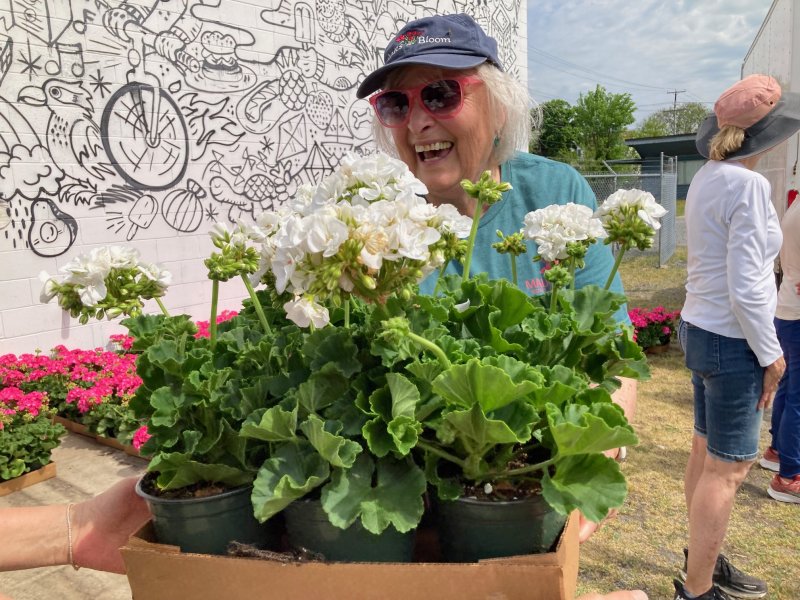 GFWC Zwaanendael Women’s Club member Sue Crawford unloads geraniums on delivery day 2025. SUBMITTED PHOTO